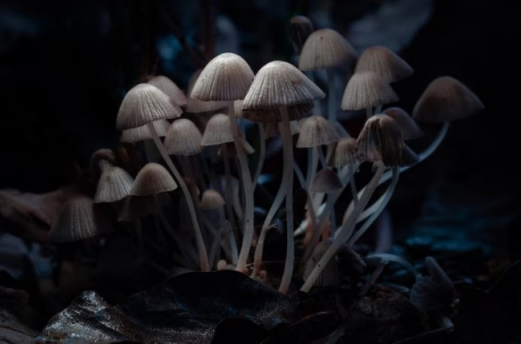Obat dari Magic Mushroom dapat Mengatasi Depresi Parah