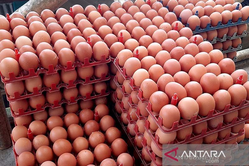 Harga Telur Capai Rp 40 Ribu Per Kilogram