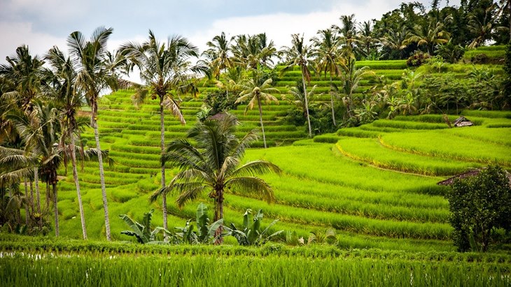 sawah