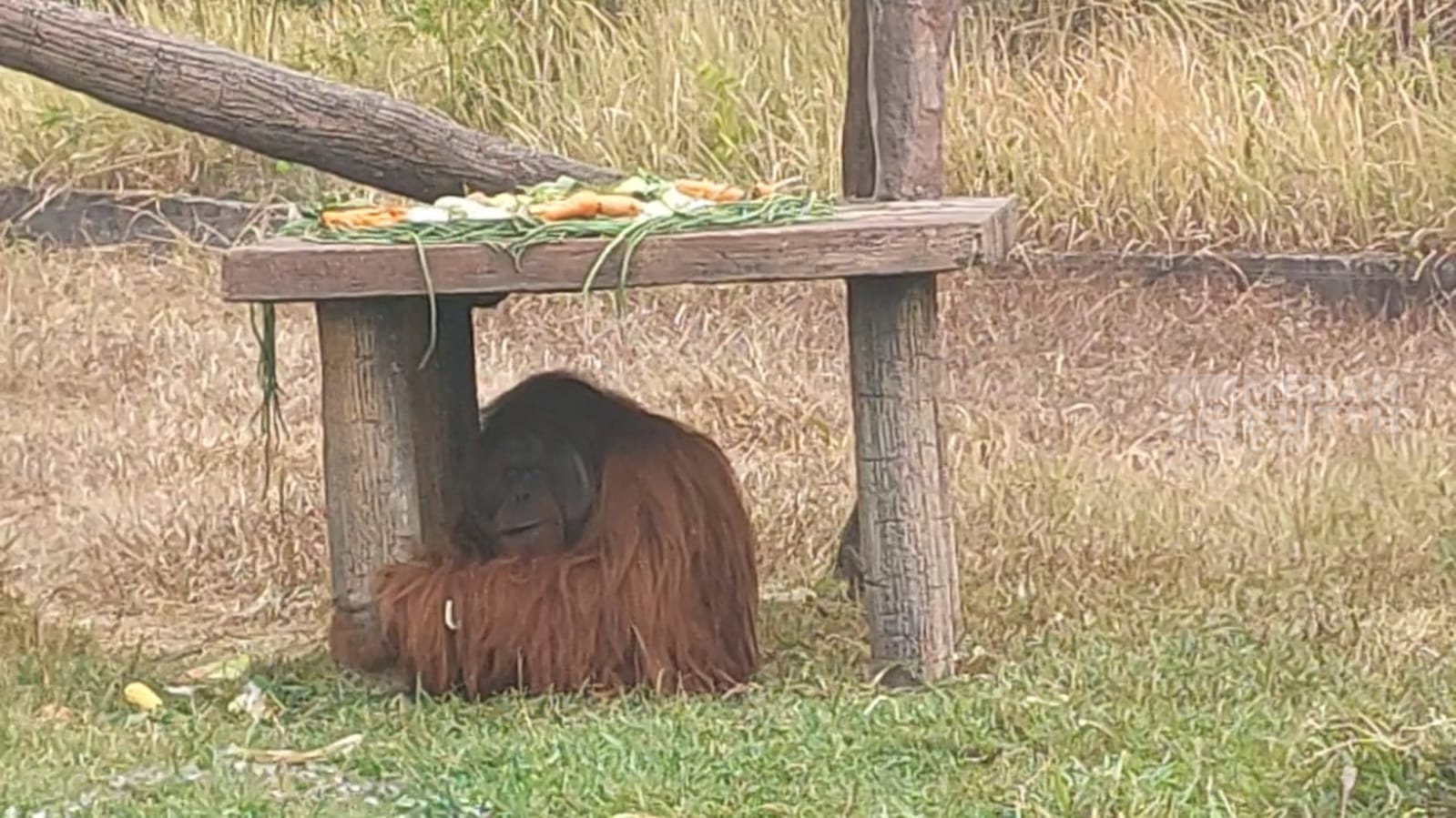 Sempat Dibius, Begini Kondisi Didi Orang Utan yang Sempat Lepas dari Solo Safari
