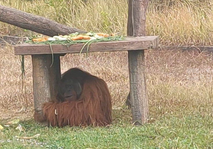 Sempat Dibius, Begini Kondisi Didi Orang Utan yang Sempat Lepas dari Solo Safari