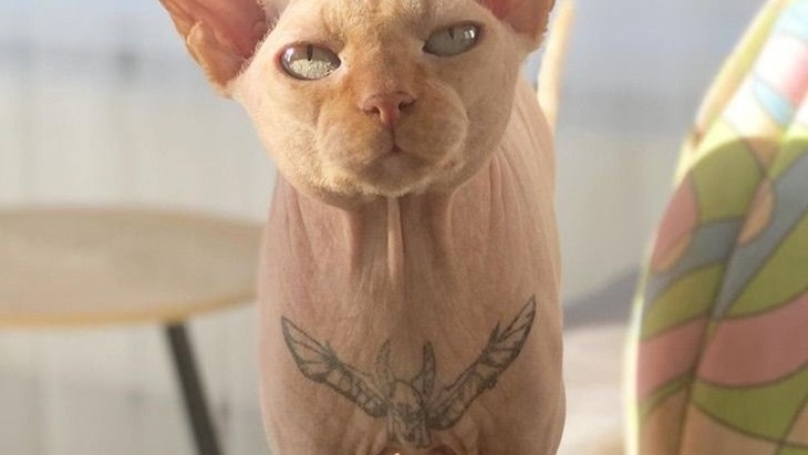 Menato Kucing Peliharaanya, Seorang Model Dikecam Pencinta Hewan