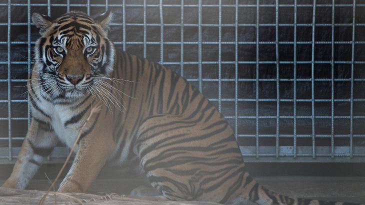Pusat Rehabilitasi Harimau Sumatera Diresmikan