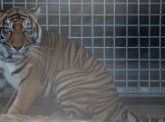 Harimau Sumatera Menjadi Satu-satunya Jenis yang Tersisa 