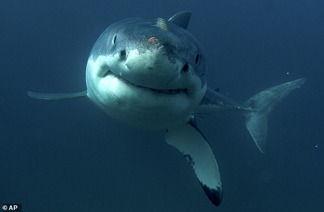 Great White Shark merupakan salah satu predator yang paling ditakuti di dunia. (Foto Daily Mail) 