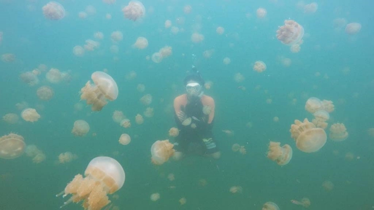 Empat Danau di Indonesia Tempat Tinggal Ubur-ubur Tak Bersengat