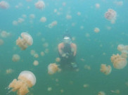 Empat Danau di Indonesia Tempat Tinggal Ubur-ubur Tak Bersengat