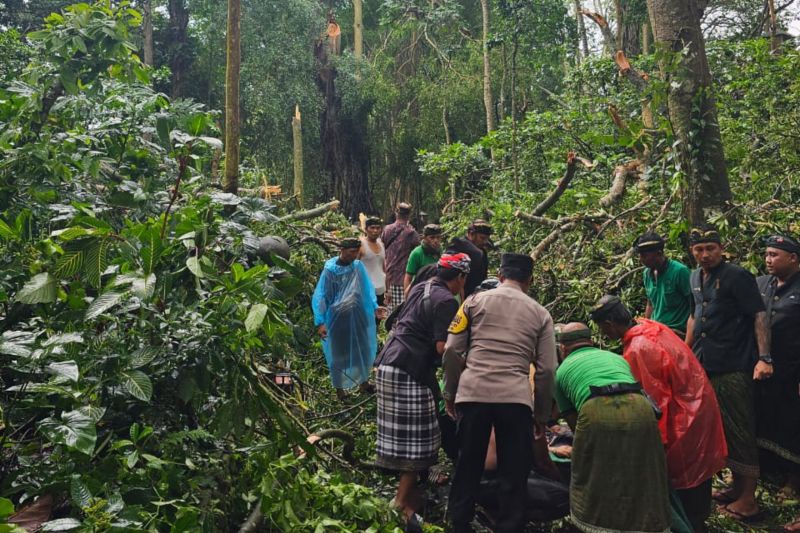 Imbas 2 Turis Tewas, Monkey Forest Bali Bisa Tutup Sampai Tahun Baru