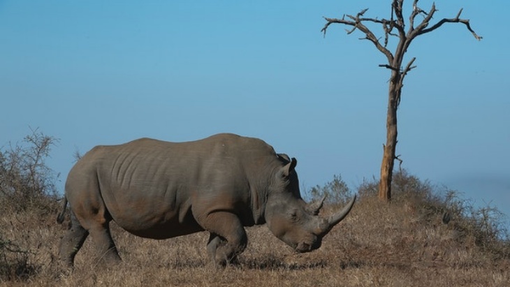Pandemi COVID-19 Ancam Keberadaan Badak Afrika