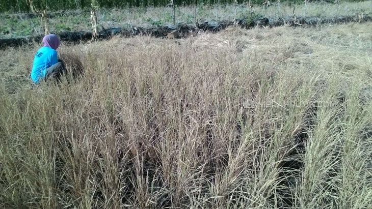 Petani di Solo, Jawa Tengah mengalami gagal panen akibat suhu panas ekatrem yang diperkirakan berlangsung sampai November, Senin (20/10). (MP/Ismail)
