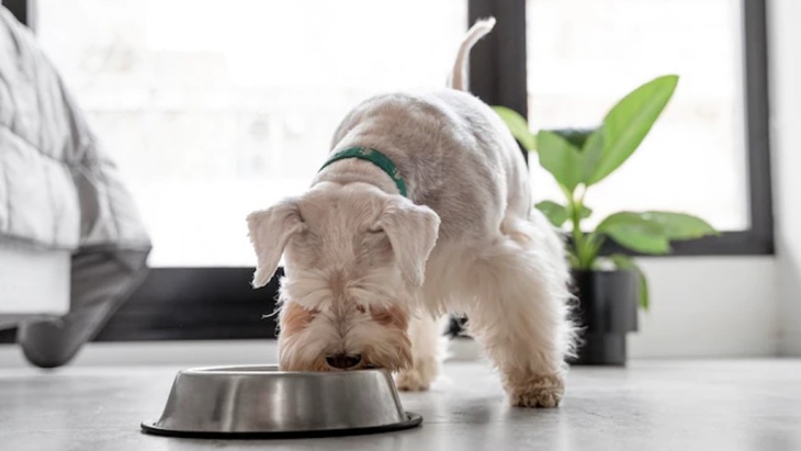 Apakah Anjing Bisa Menjadi Vegan?