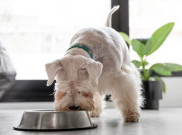 Apakah Anjing Bisa Menjadi Vegan?