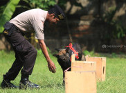 Melihat Pelatihan Anjing Pelacak Unit K-9 Polda Metro Jaya