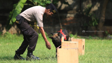 Melihat Pelatihan Anjing Pelacak Unit K-9 Polda Metro Jaya