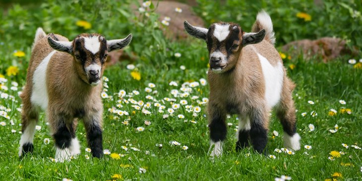 kambing