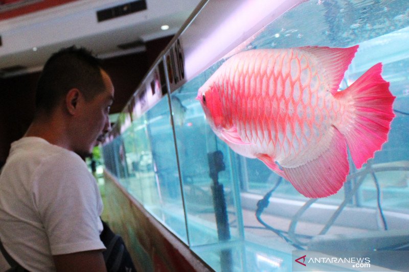 Ikan Hias Wajib Pasang Chip, Pemerintah Tantang Produsen Lokal