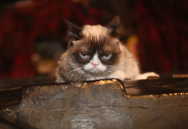Mengenang Grumpy Cat, Kucing Pemarah Sensasi Internet