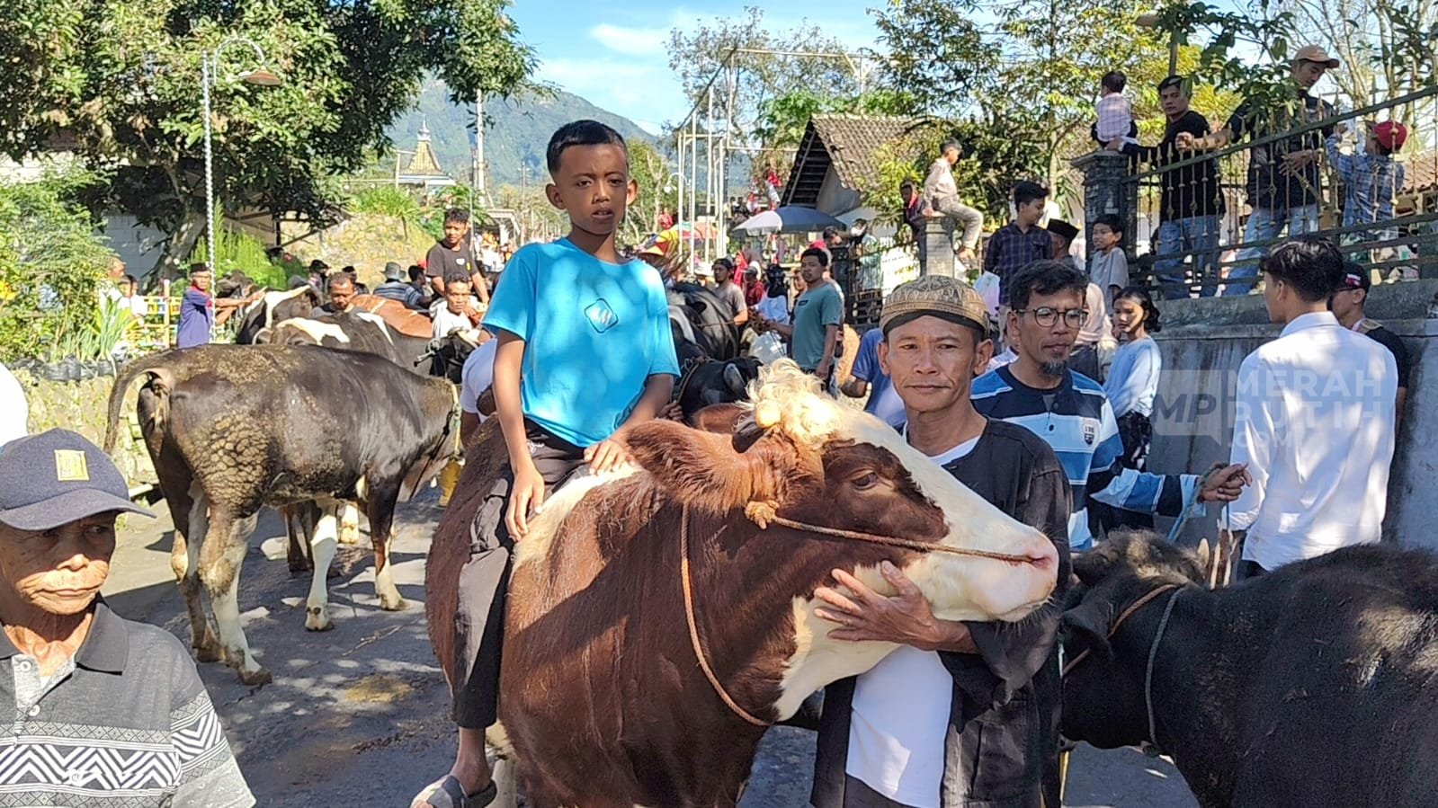 Lebaran Sapi, Tradisi Unik Warga Lereng Merapi Boyolali Rayakan Hewan Ternak