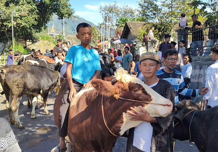 Lebaran Sapi, Tradisi Unik Warga Lereng Merapi Boyolali Rayakan Hewan Ternak