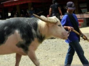 Kemenkum Sahkan Kerbau Belang Tedong Bonga Kekayaan Intelektual Komunal Sumber Daya Genetik Asli Toraja
