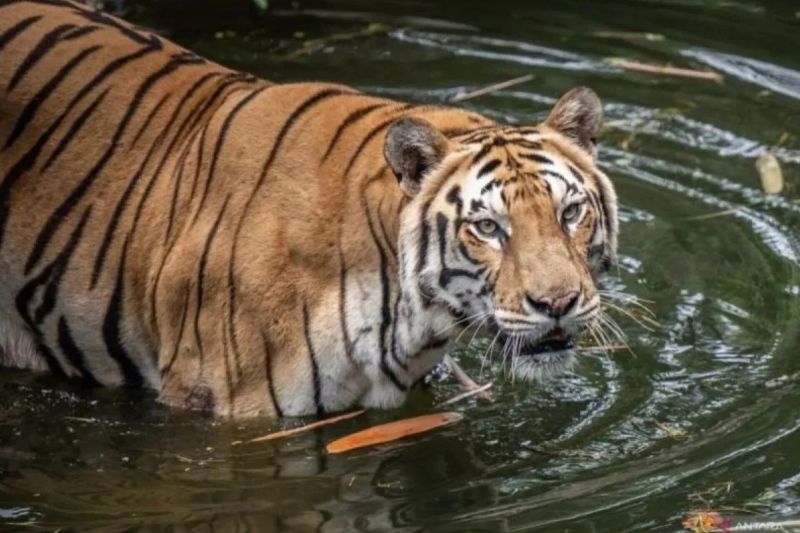 Pengelola Ragunan Siapkan 'Feeding Time' Unik Spesial Nataru, Pengunjung Diingatkan Jangan Teriak di Depan Macan
