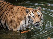 Pengelola Ragunan Siapkan 'Feeding Time' Unik Spesial Nataru, Pengunjung Diingatkan Jangan Teriak di Depan Macan