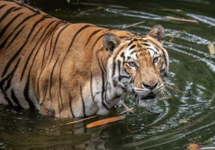 Pengelola Ragunan Siapkan 'Feeding Time' Unik Spesial Nataru, Pengunjung Diingatkan Jangan Teriak di Depan Macan