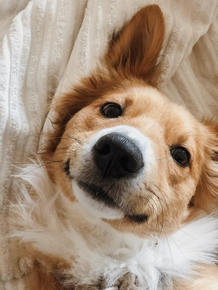 Cara Mengetahui Kehamilan pada Anjing Kesayanganmu