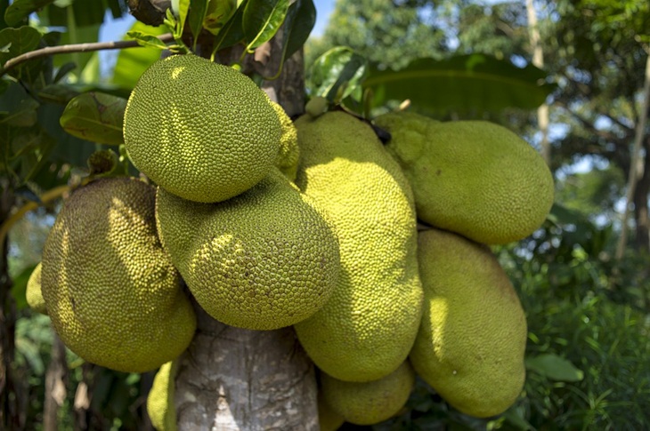 Nangka. (Foto: Pixabay/4665562)