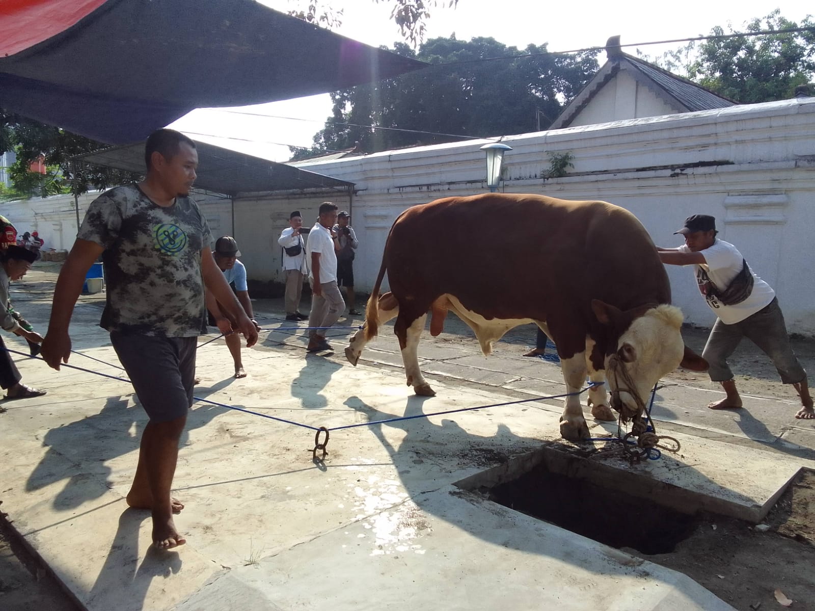 Sapi Kurban Presiden Prabowo Mati Mendadak Diduga Akibat Keracunan