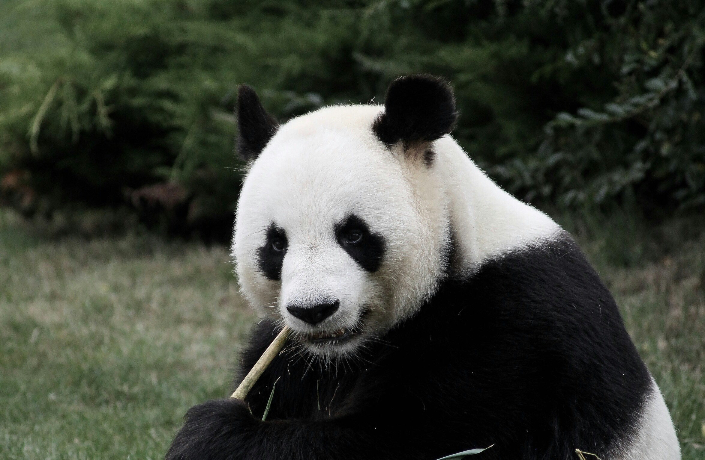 Pasangan Panda 'Diplomat' China Kembali ke AS