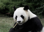 Ilmuwan Ungkap Alasan Panda Doyan Makan Bambu Alih-Alih Daging Kayak Mamalia Lainnya