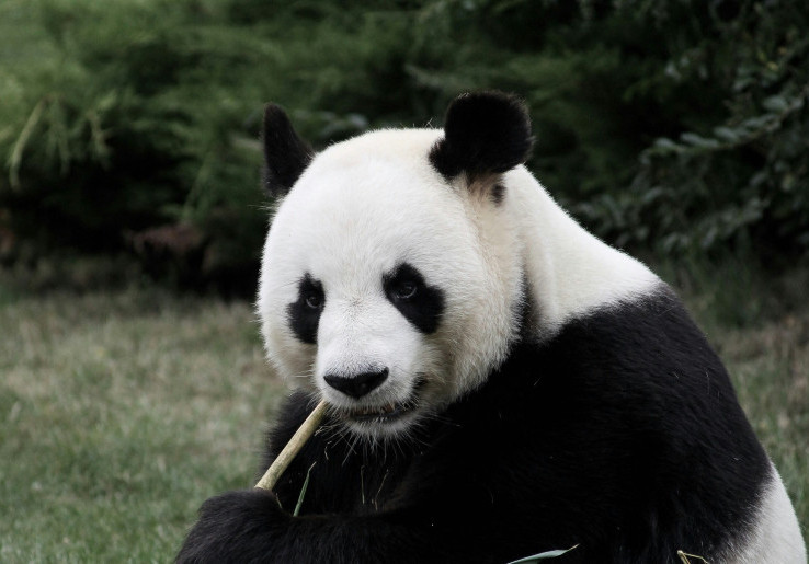 Ilmuwan Ungkap Alasan Panda Doyan Makan Bambu Alih-Alih Daging Kayak Mamalia Lainnya