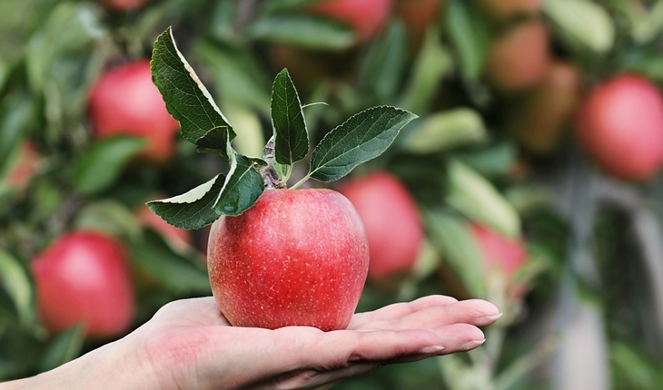 Buah dan sayuran sangat baik untuk kesehatan usus. (Foto: Pixabay/pixel2013)