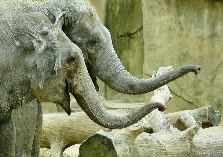 gajah