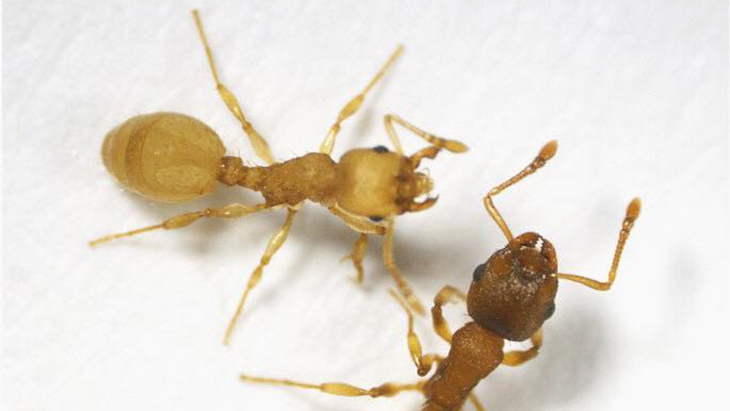 Terinfeksi Cacing Pita, Semut Temnothorax Malah Jadi Panjang Umur