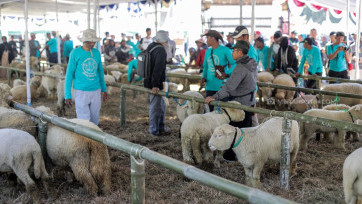 Festival Domba Batur 2019