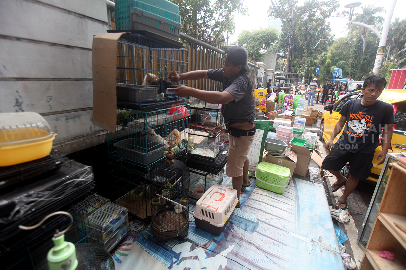 Pedagang membawa hewan peliharan usai penertiban kios Pasar hewan Peliharaan Barito, Jakarta Selatan, Senin (27/10/2025).