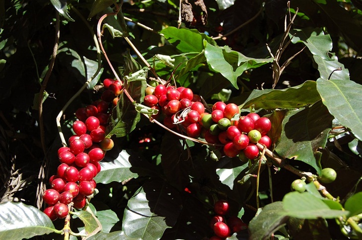 Buah kopi. (Foto: Pixabay/wmazurec)