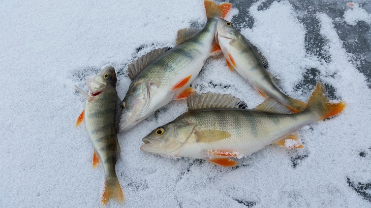 Inilah Berapa Lama Kamu Sebaiknya Simpan Ikan di Lemari Es