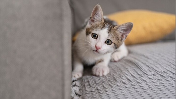 Kucing Si Gemoy Penghilang Stres