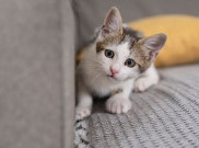 Kucing Si Gemoy Penghilang Stres