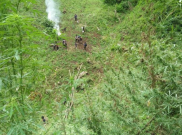 Polisi Buru Penanam Ganja di Kaki Gunung Guntur