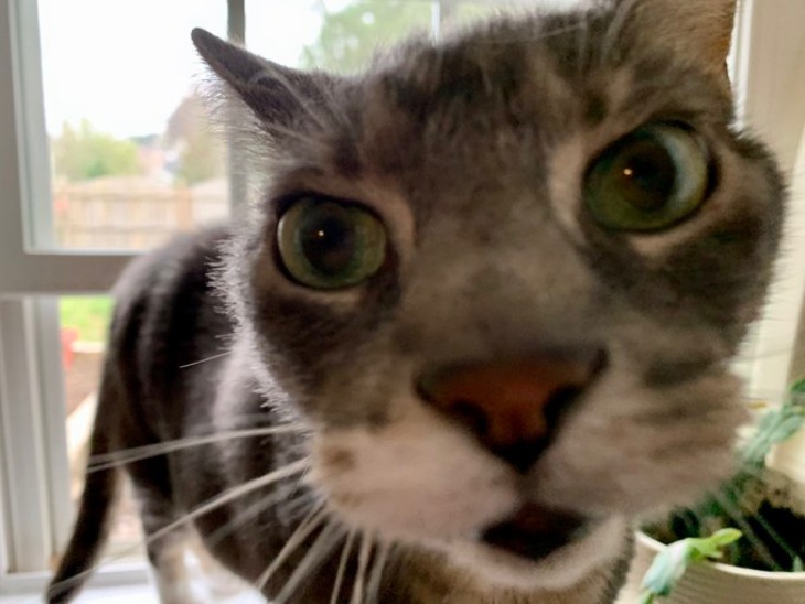 Menasehati kucing sebelum meeting. (Foto: Cuteness) 