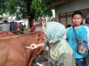 6 Sapi di Kota Solo Terpapar PMK, Pintu Keluar Masuk Hewan Ternak Diperketat