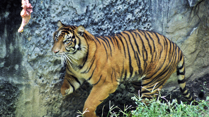 Kejadian 7 Tahun Lalu Terulang, Dua Harimau Sumatera Serang Ternak Warga