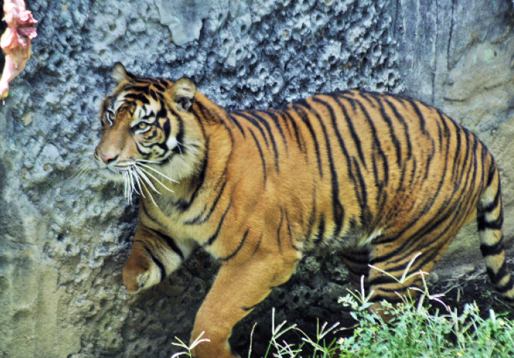 Pemburu Harimau Sumatera Asal Medan Divonis 2 Tahun Penjara