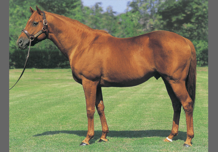 Grass Wonder Wafat di Usia 30, Kuda Ikonik di Balik Karakter Umamusume