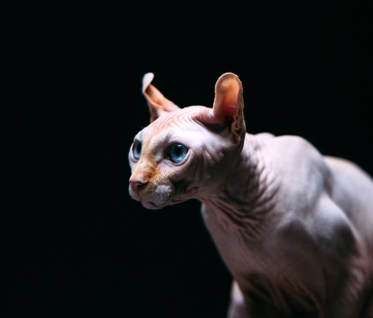 sphynx