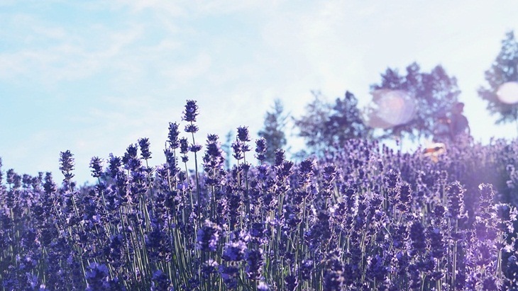 Trip ke Jepang? Tak Lengkap kalau Melewatkan Furano Surga Bunga Lavender